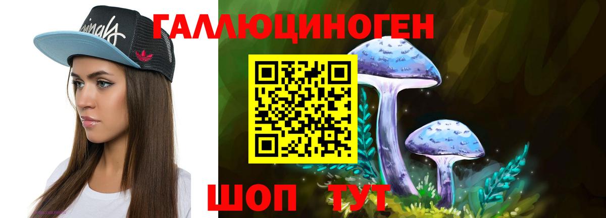 Псилоцибиновые грибы Psilocybe  Вход с VPN  Осинники 